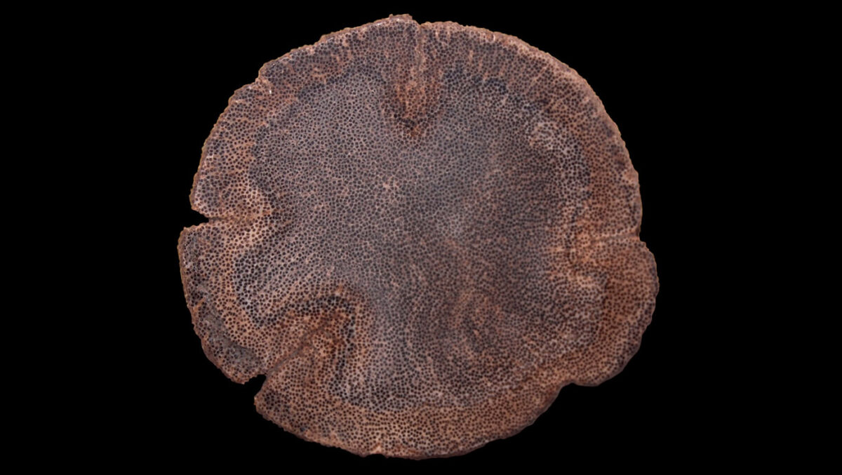 Photograph of a cross-section of Palmoxylon, petrified palm wood. The photo shows a roughly circular section of a trunk with many dots representing strands of vascular tissue scattered throughout.