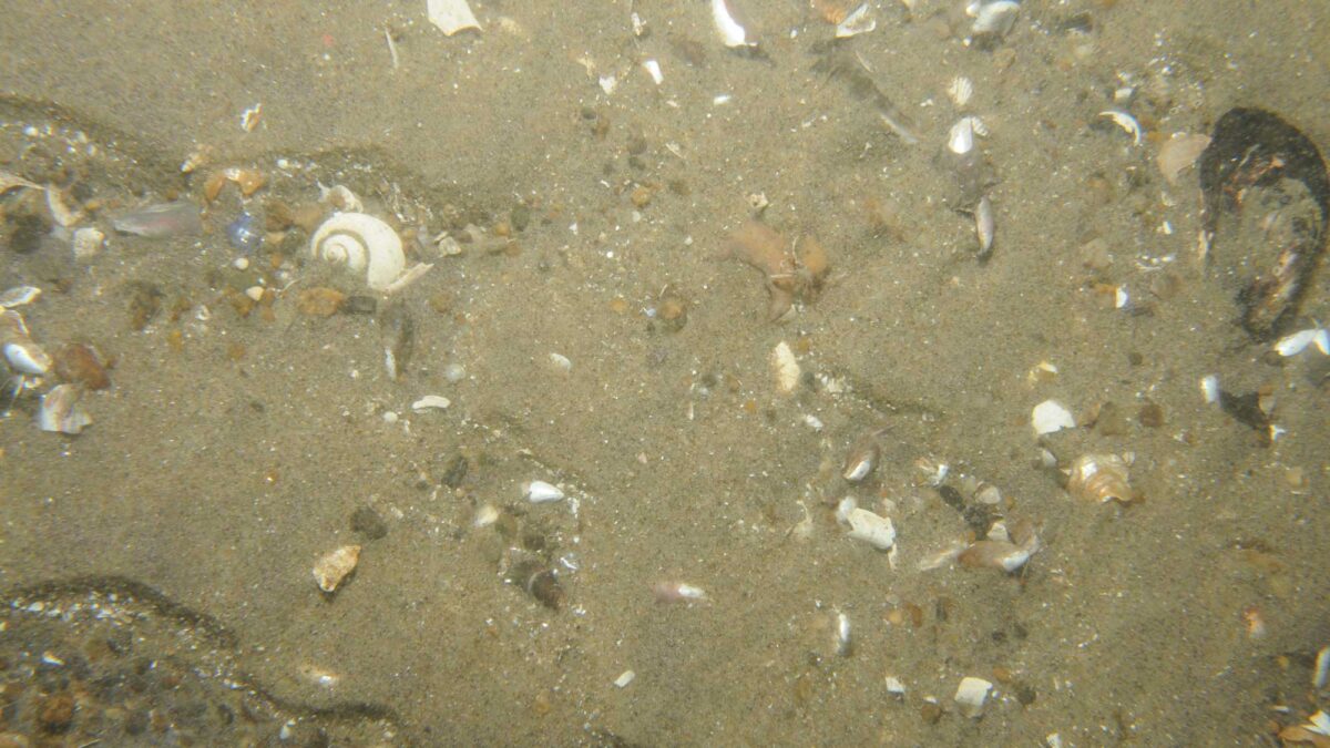 Photograph of wet sand with some shells.