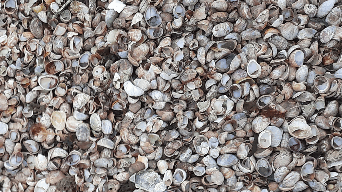 Photograph of a beach covered in slipper shells (Crepidula sp.)