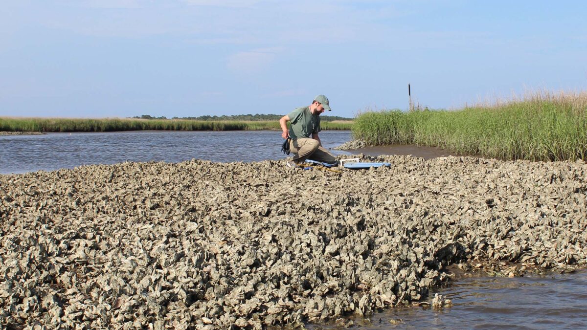 A researcher collecting a live-dead sample from an intertidal oyster reef.